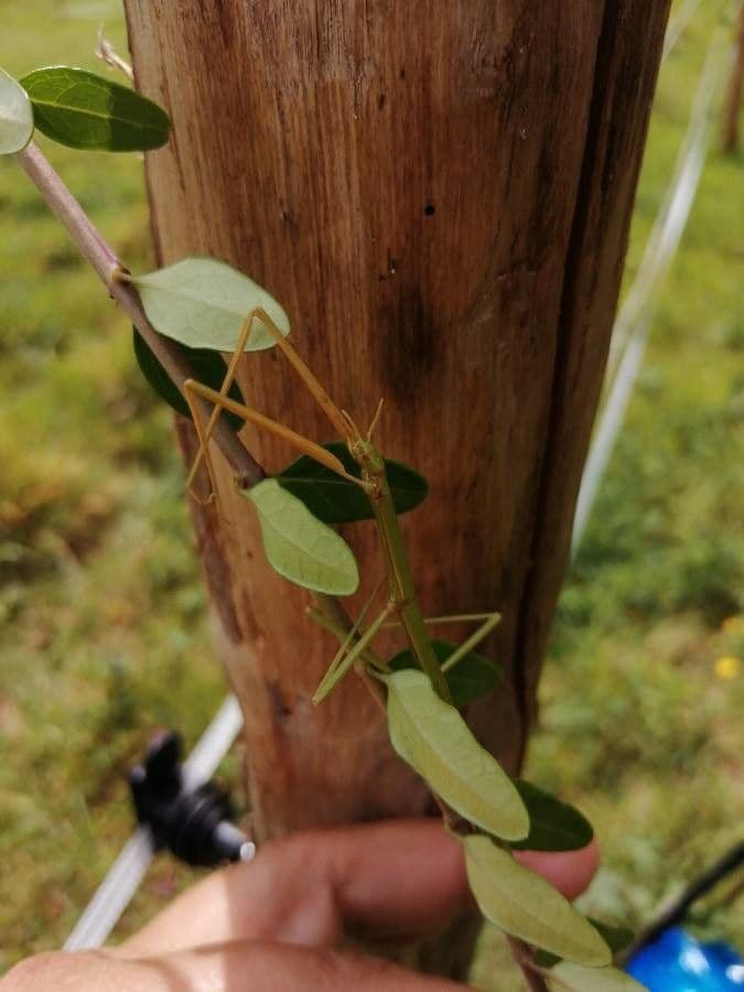 Cocculus hirsuto 6