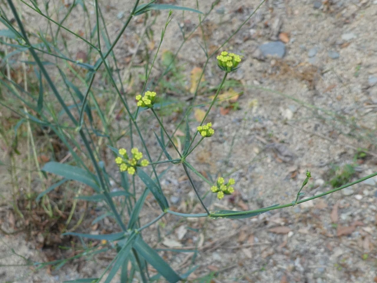 Bupleurum 22