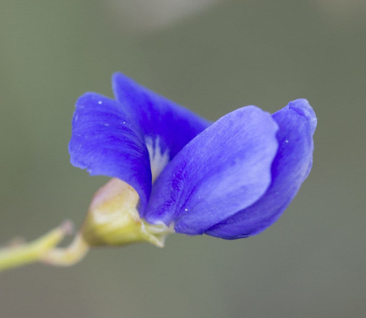 Psorothamnus schottii 7