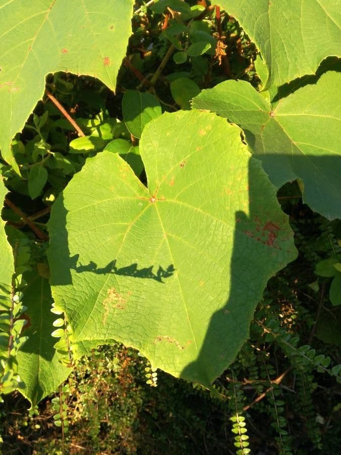 Vitis aestivalis 17
