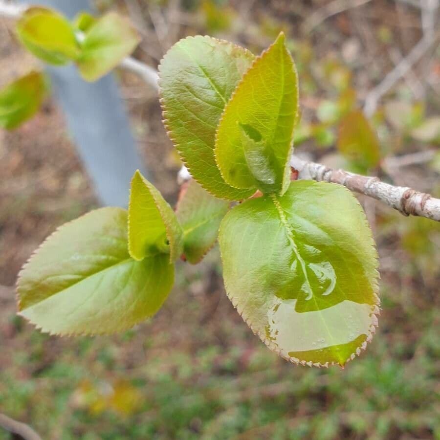 Aronia nera 18