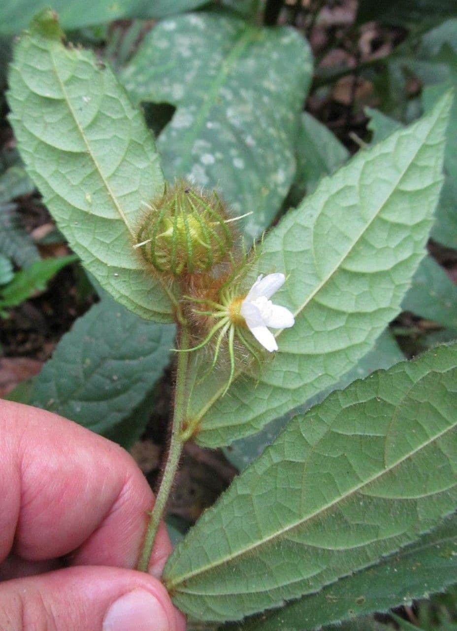 Pavonia 3