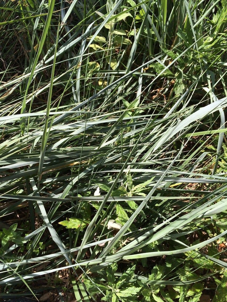 Elymus glaucus 8