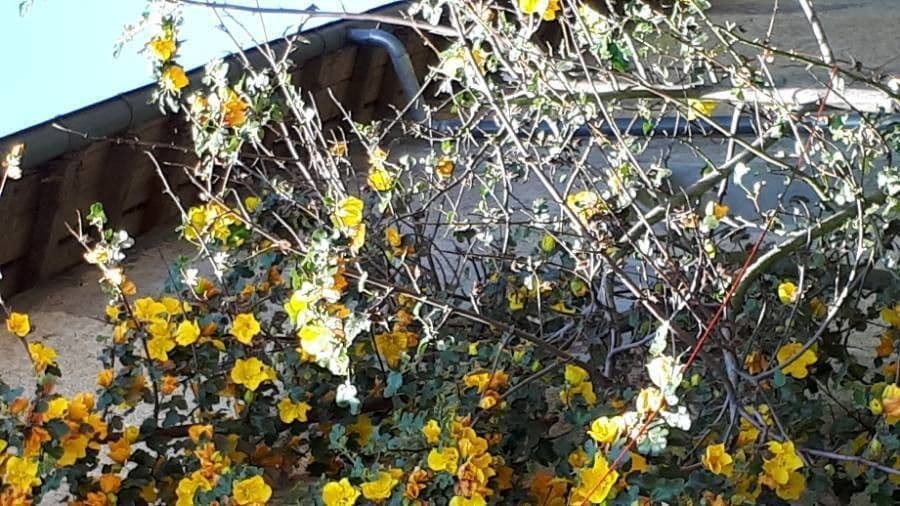 Fremontodendron 7