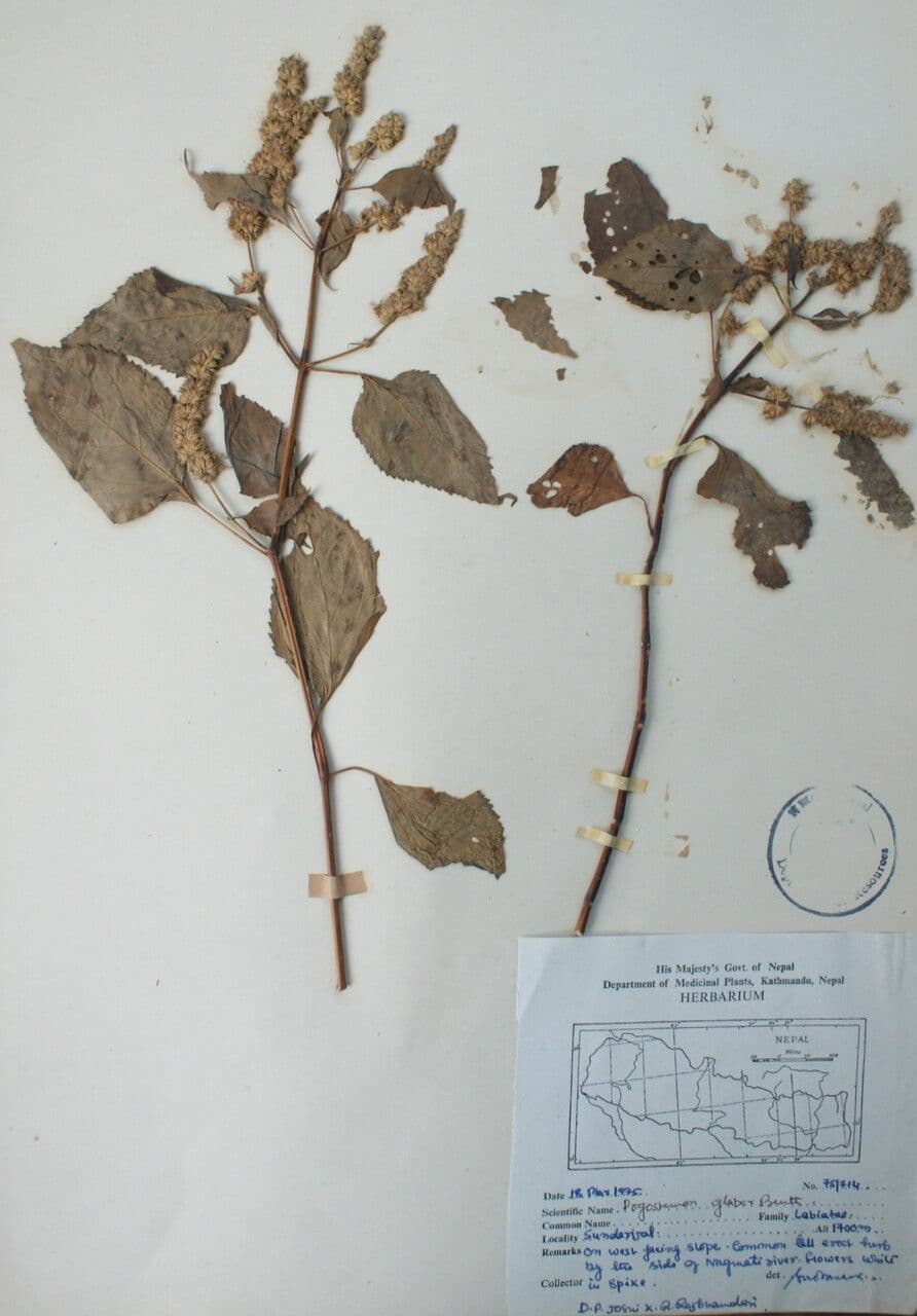 Pogostemon 3