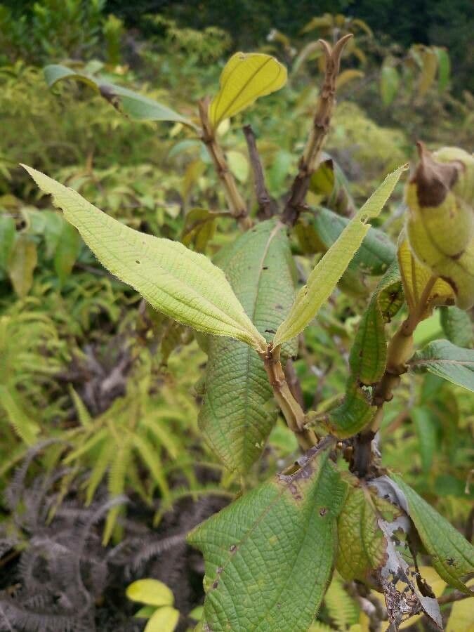 Miconia alata 2