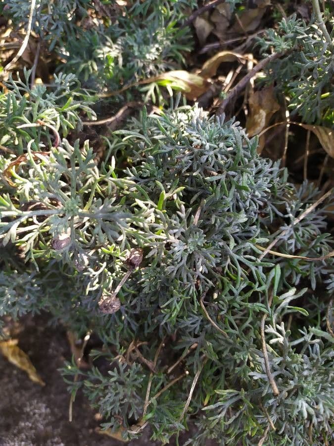 Rhodanthemum 9