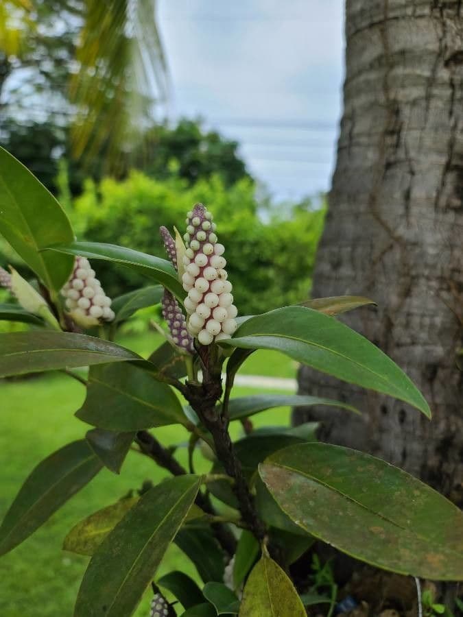 Anthurium 6