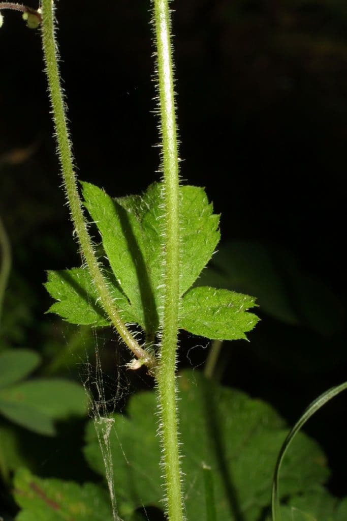 Tiarella trifoliata 16