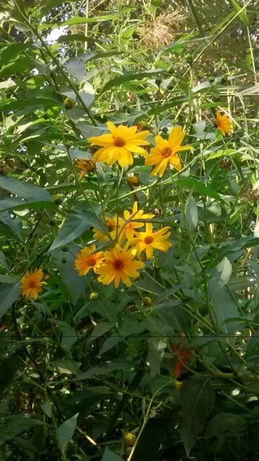 Topinambur 14