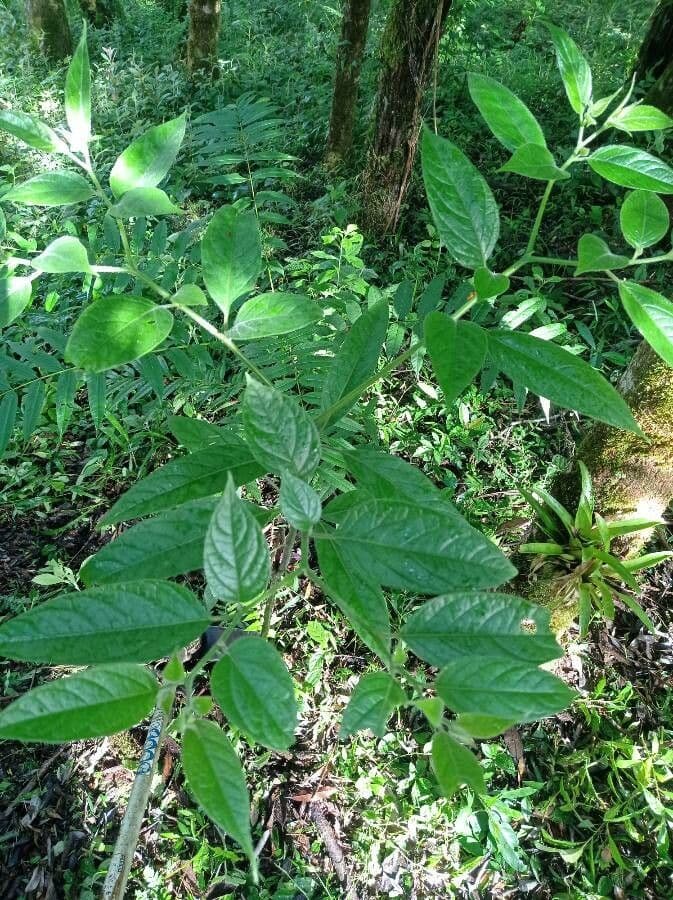Trema canapa 13