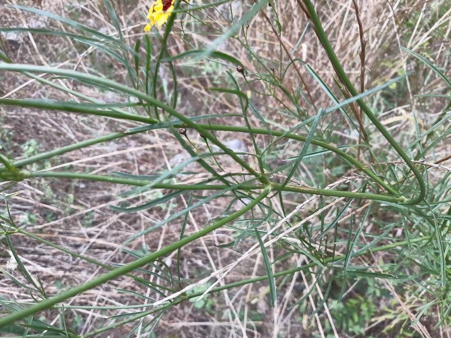 Färber-Mädchenauge 21