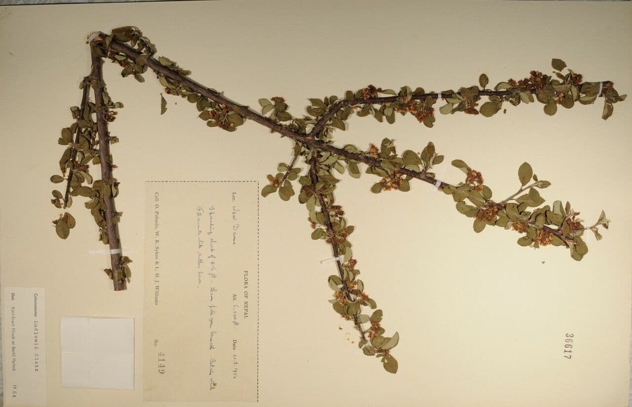 Cotoneaster 8