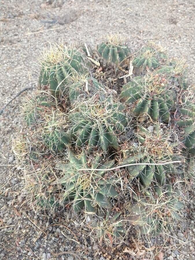 Cactus barile uncinato 15