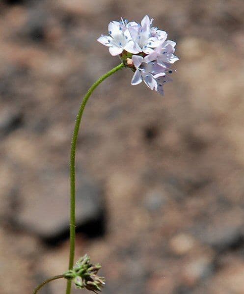 Achillea-Gilie