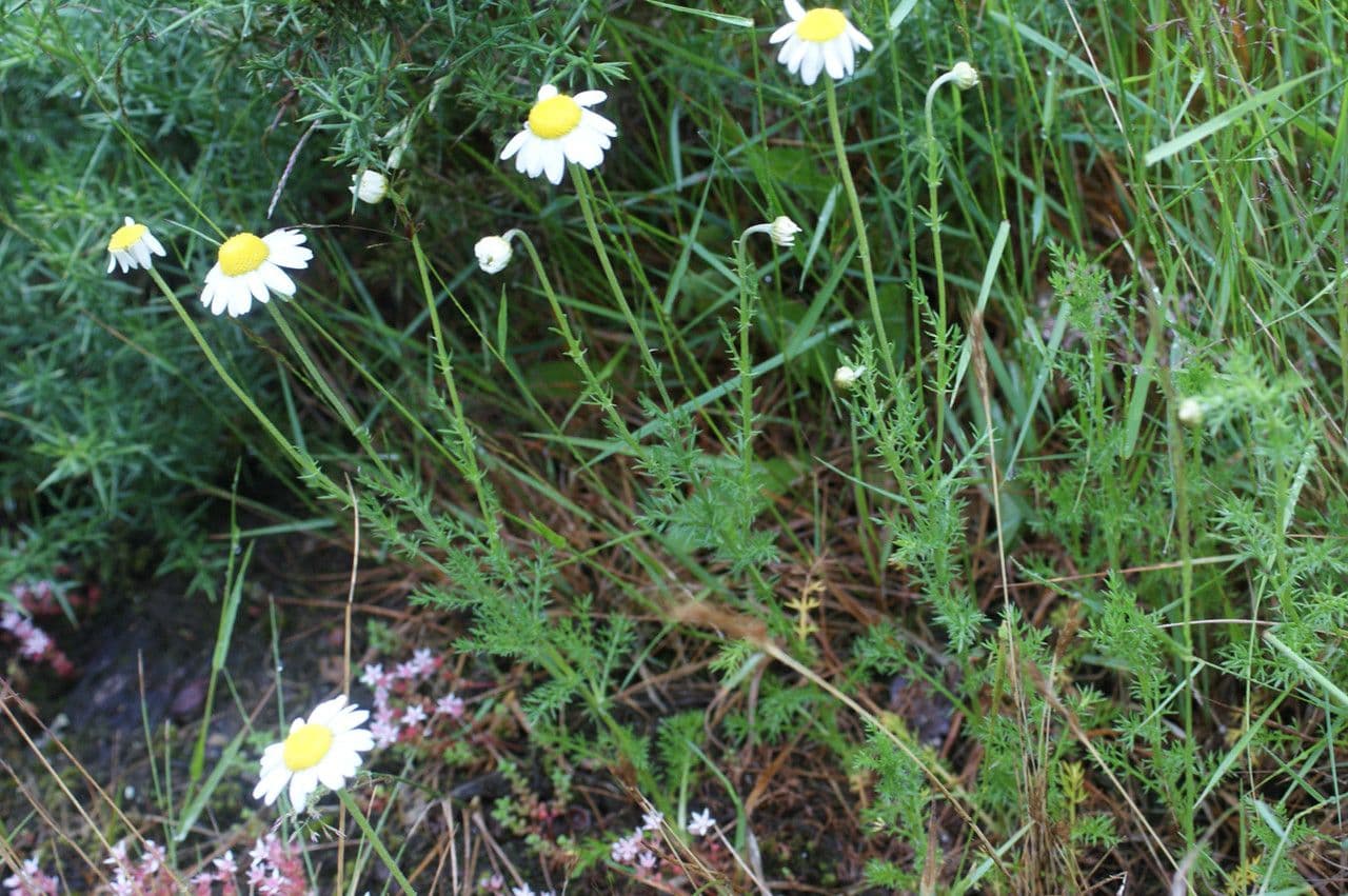 Camomilla romana 17