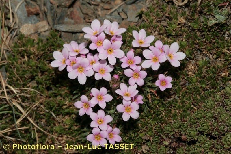 Androsace di Haller 6