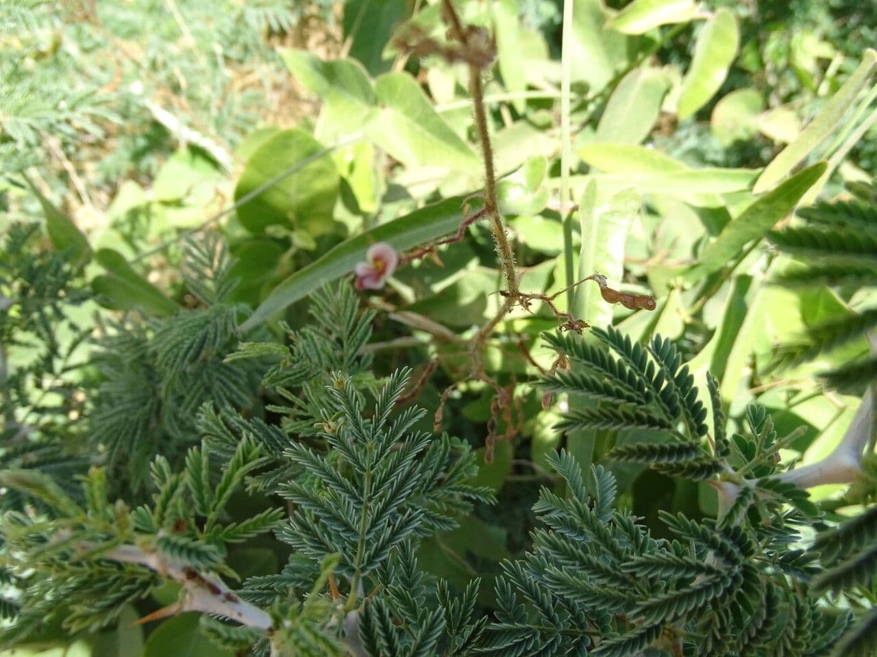 Aeschynomene indická 16