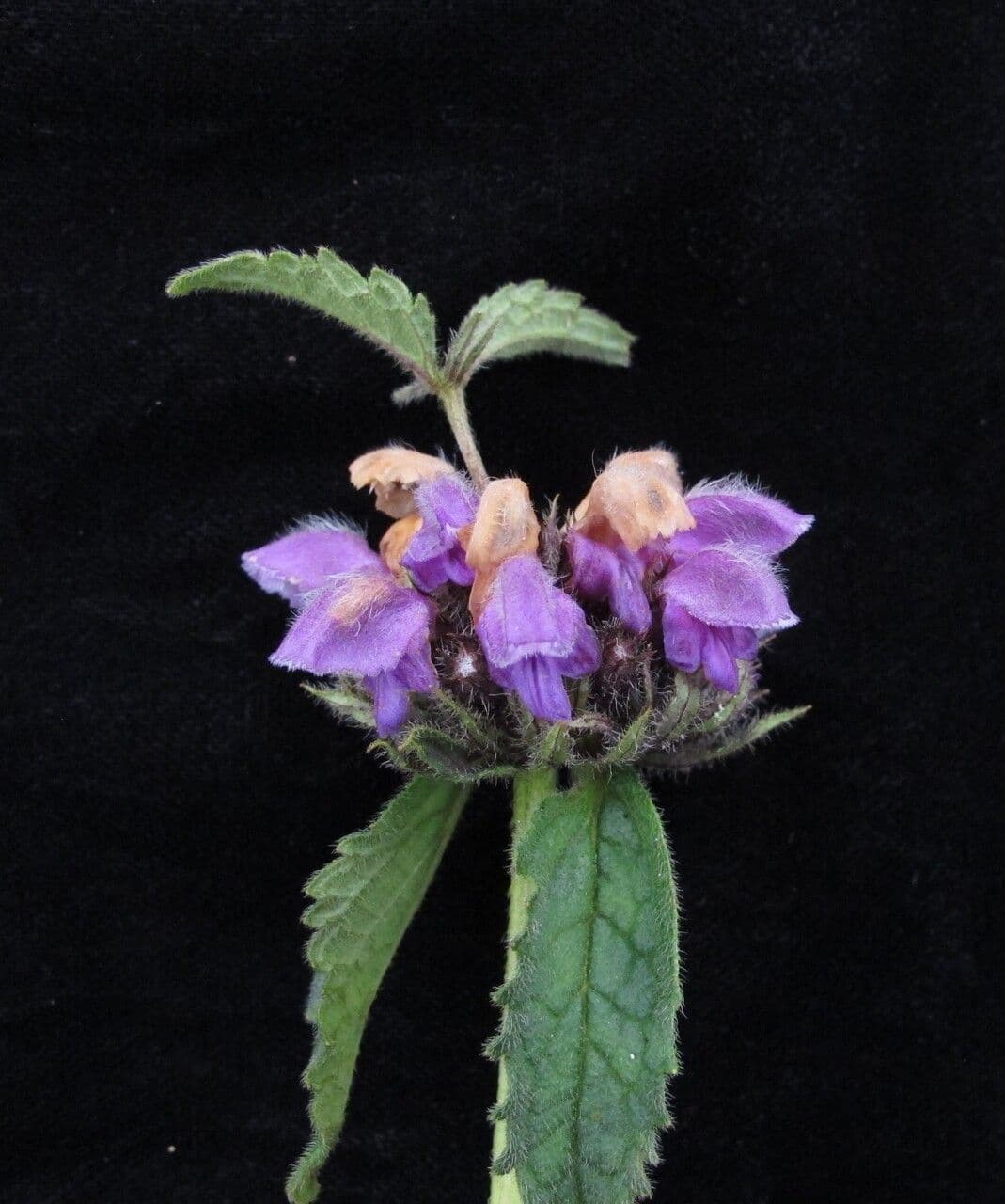Phlomoides bracteosa 7