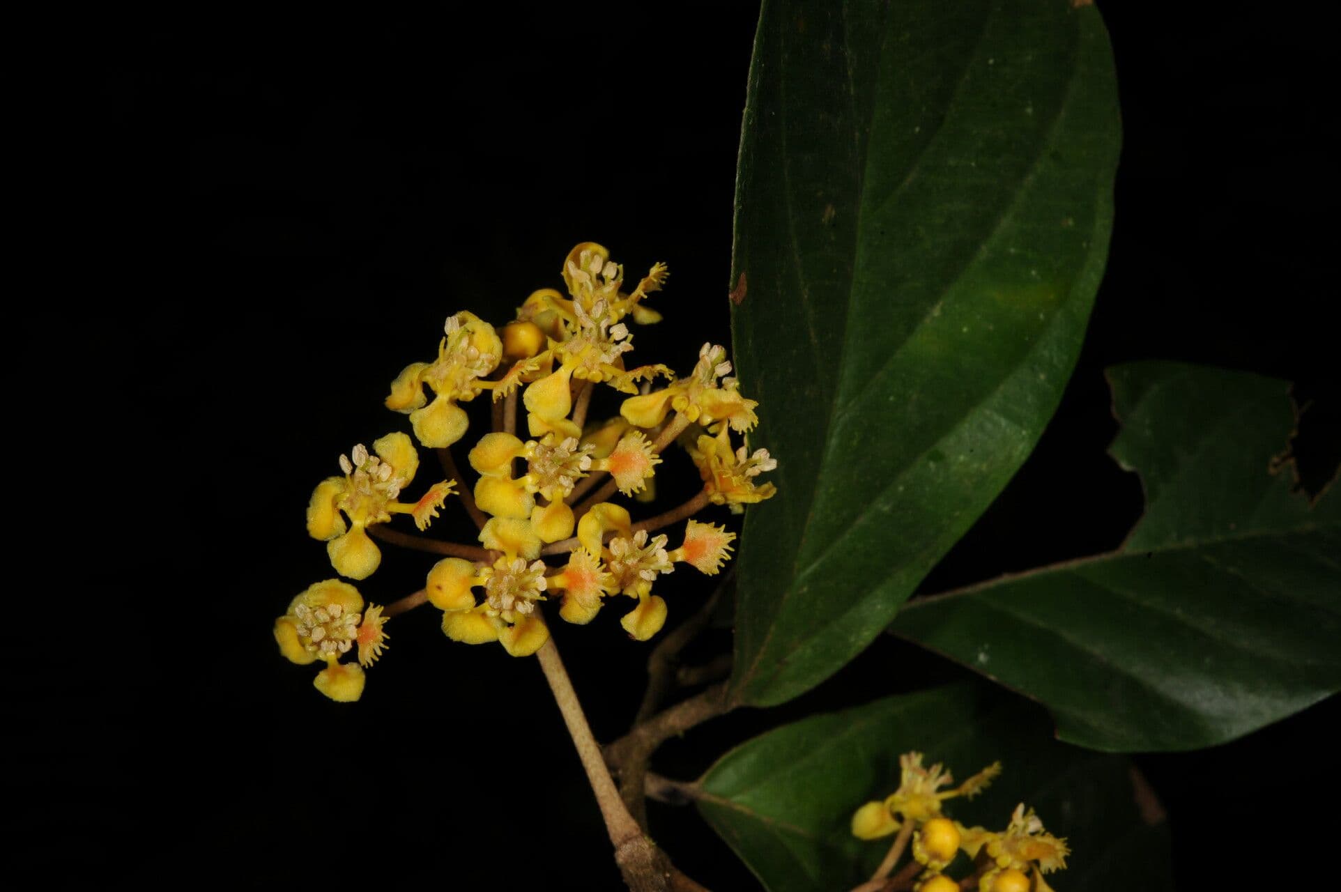Hiraea 3