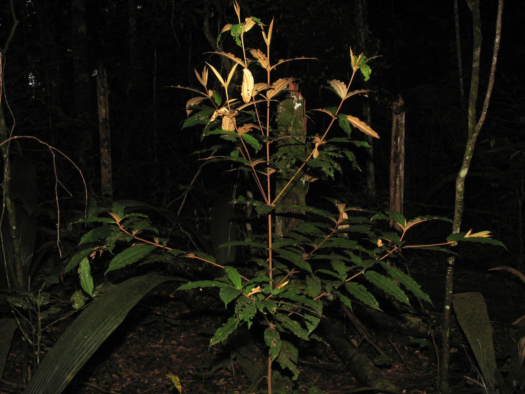 Miconia
