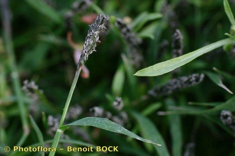 Sporobolus