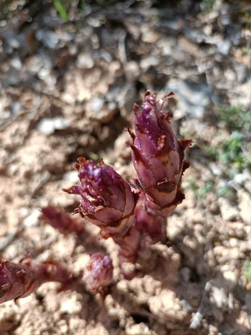 Orobanche a squame larghe 21