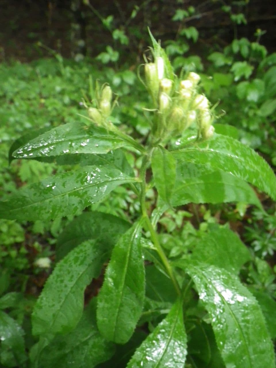 Senecio 13