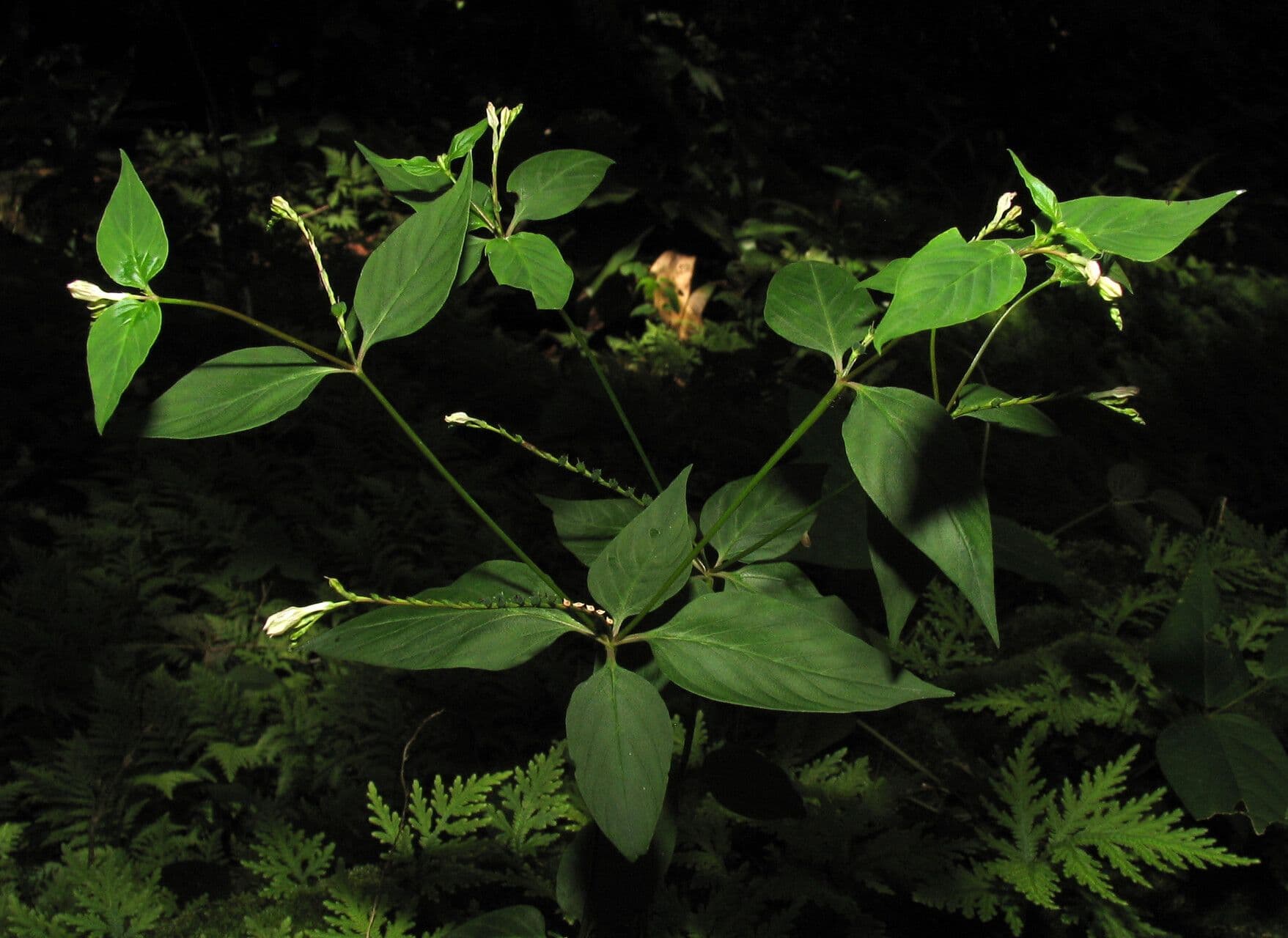 Spigelia 4
