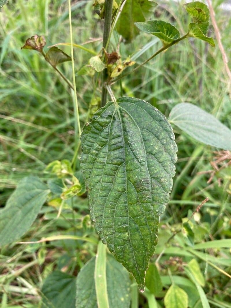 Acalypha australis 14