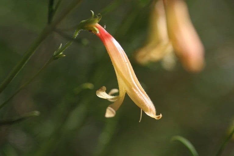 Bartblume 3