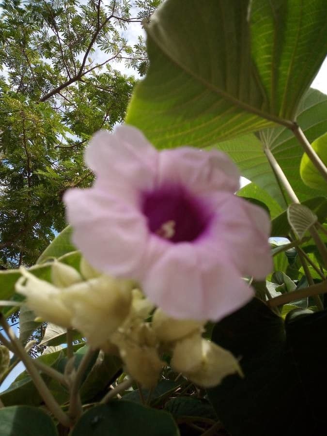 Mauritius-Prunkwinde 3