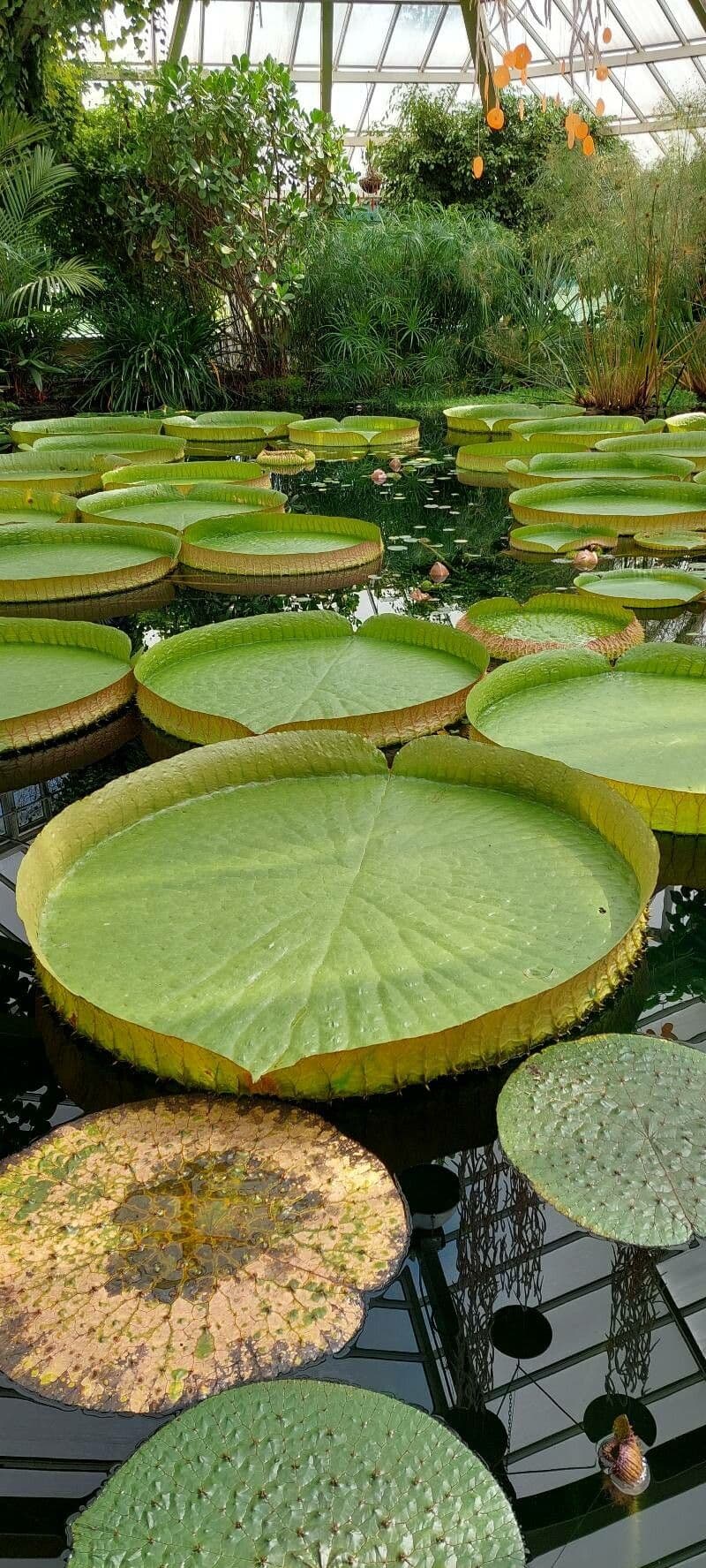 Kreuzblättrige Seerose 14