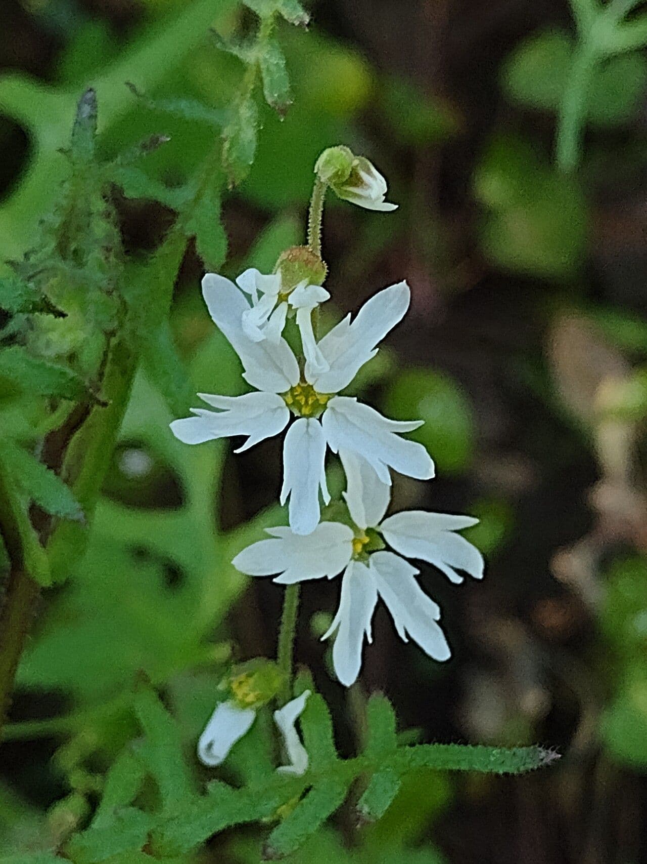 Lithophragma affine 5