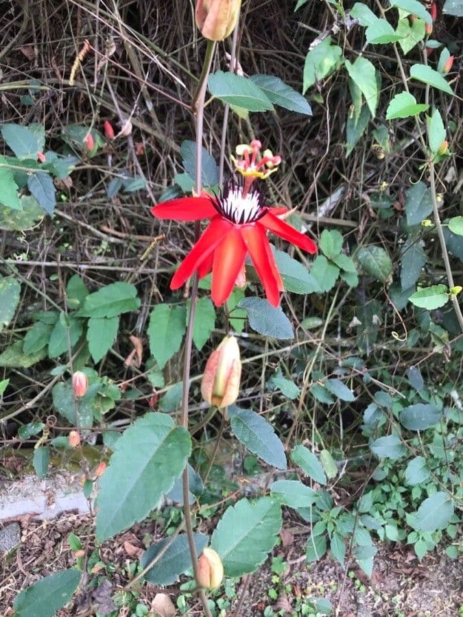 Passiflora 7