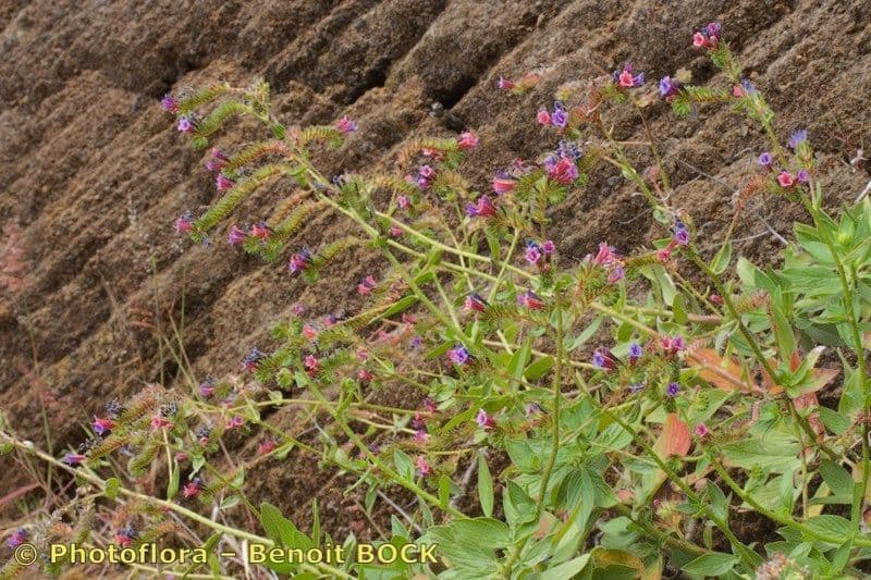 Echium 3