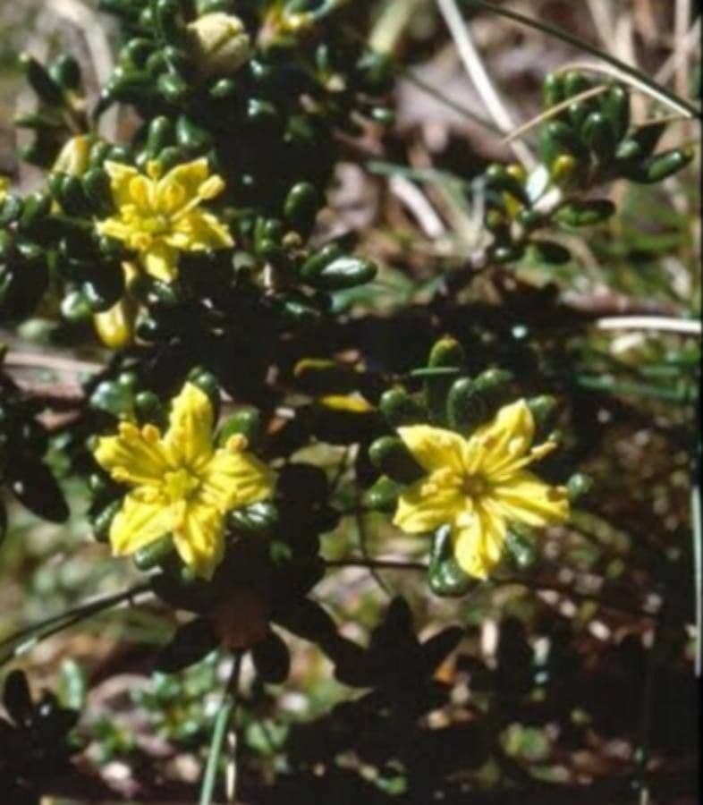 Asterolasia