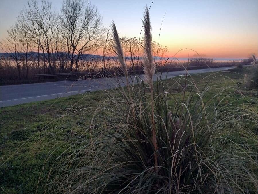 Erba delle pampas 3