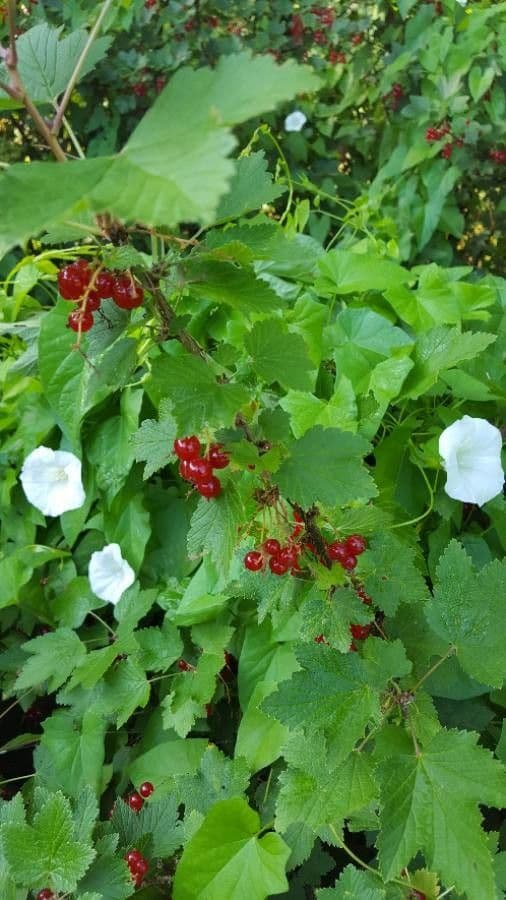 Ríbezľa červená 4