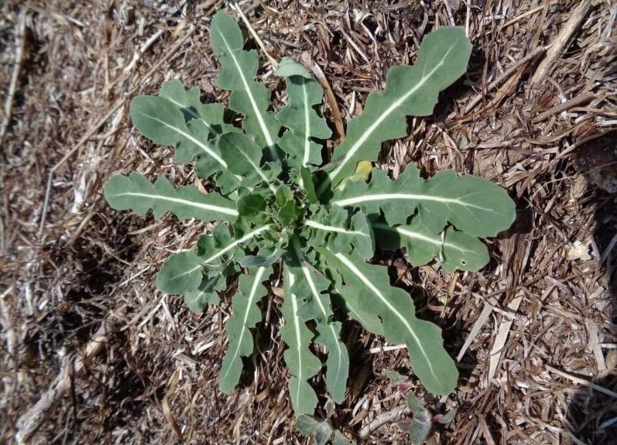 Myagrum perfoliatum 20