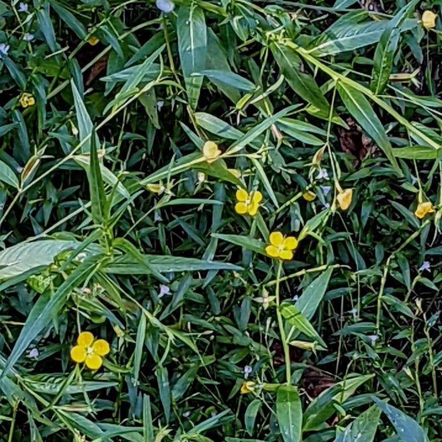Ludwigia alternifolia 6