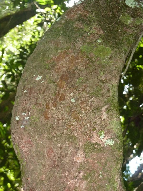 Pouteria 7