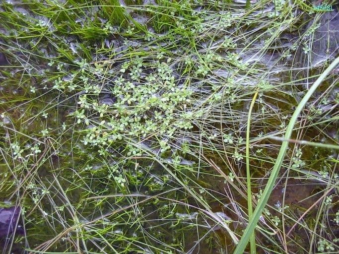 Stella d'acqua marginata 4