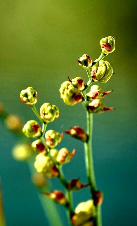 Crocosmia dorata 4