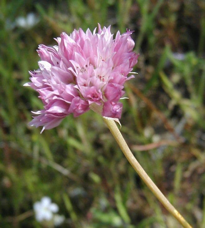 Säbelknoblauch 5