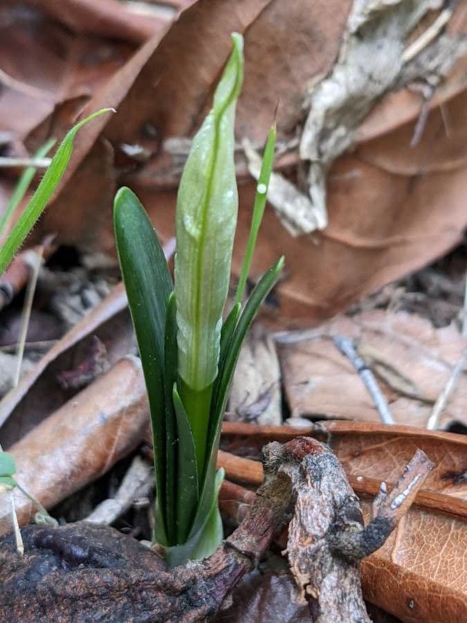 Sternbergie 24