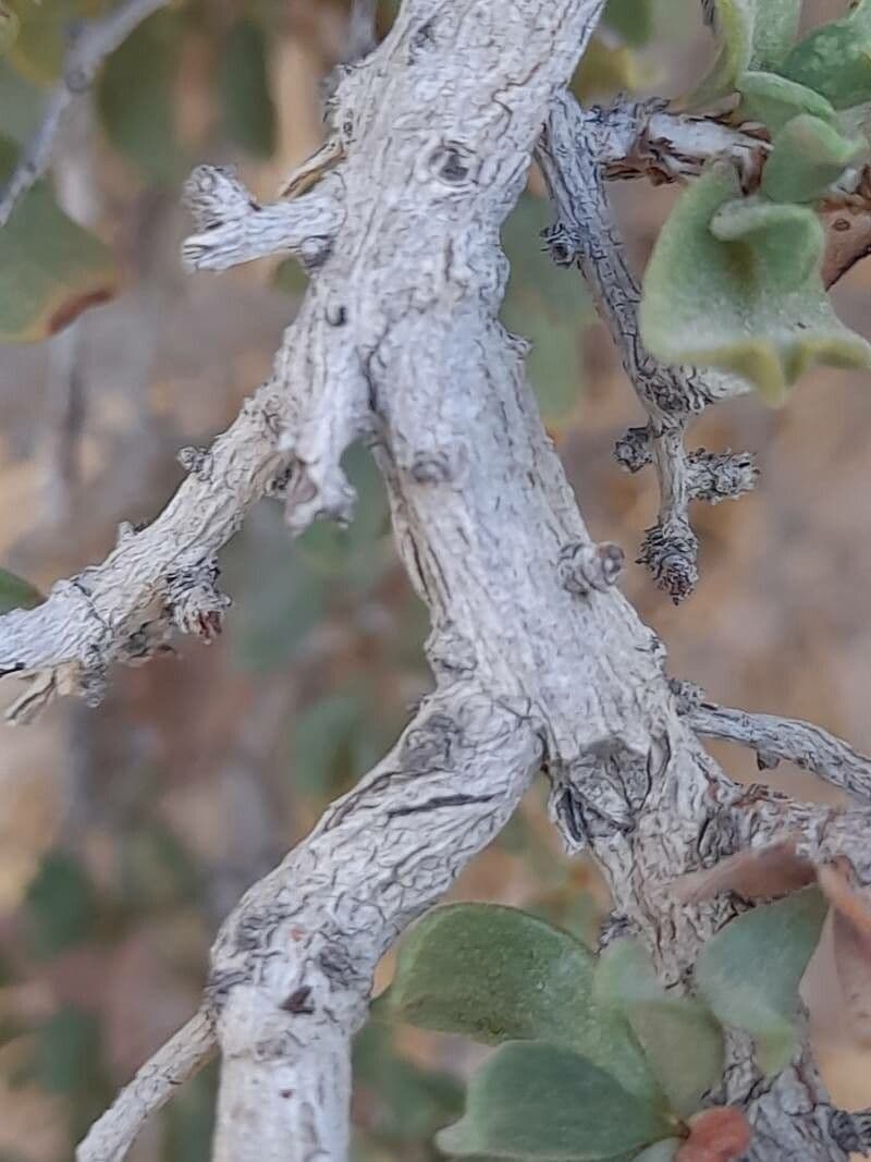 Pteropyrum 16