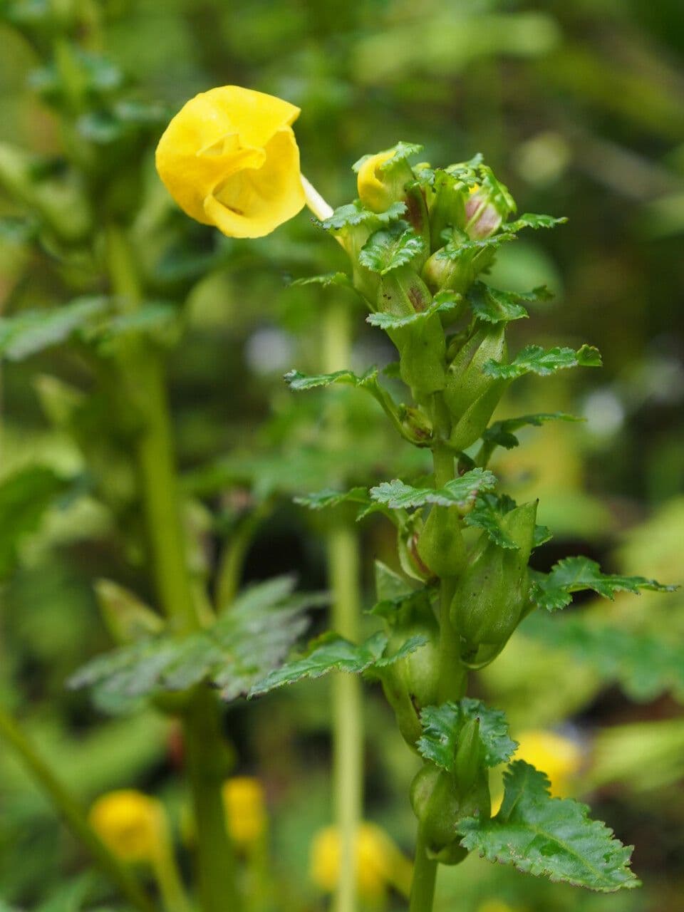 Pedicularis 2