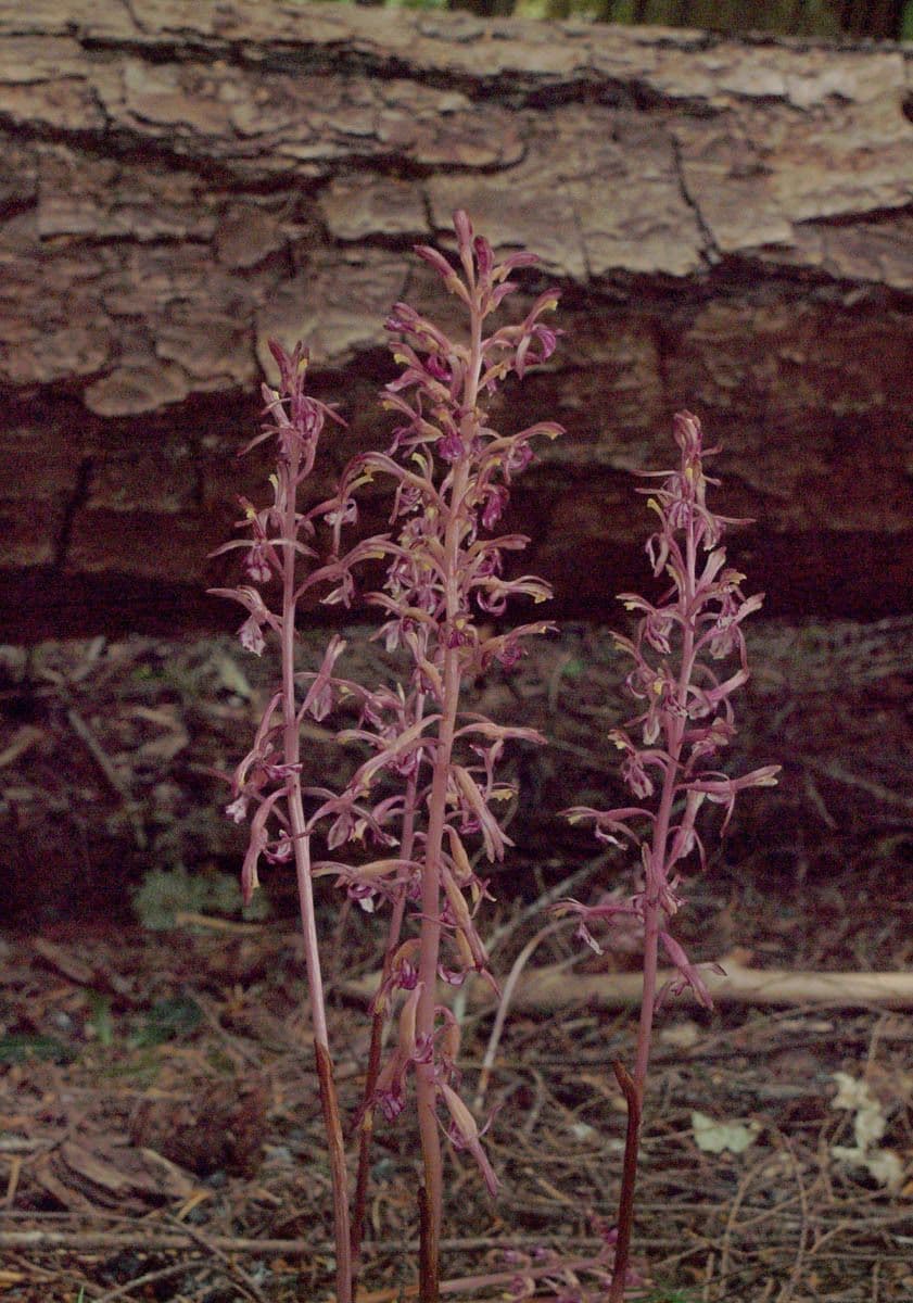 Corallorhiza 6