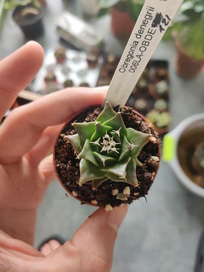Cactus carciofo 6